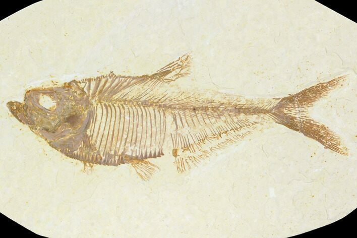 Fossil Fish (Diplomystus) - Green River Formation #122733